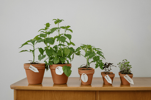 The Health Benefits of Common Herbs: Why Every Canadian Should Incorporate Them into Their Diet - The Mantra Online
